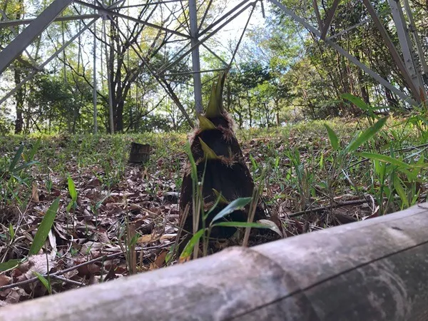 鉄塔敷地にたけのこ侵入