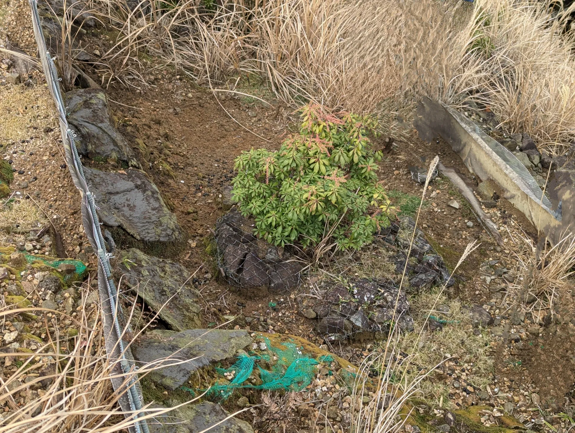 鹿に食べられない植物